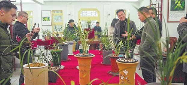 春兰展上兰花爱好者开心交流