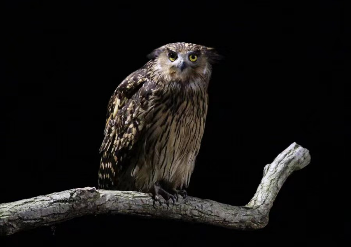 江西武宁深山的“渔夫”黄腿渔鸮