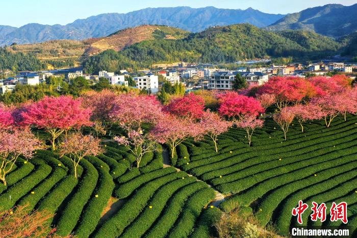 图为福建省漳平市永福镇樱花园景区,樱花连片竞相绽放,美如画.