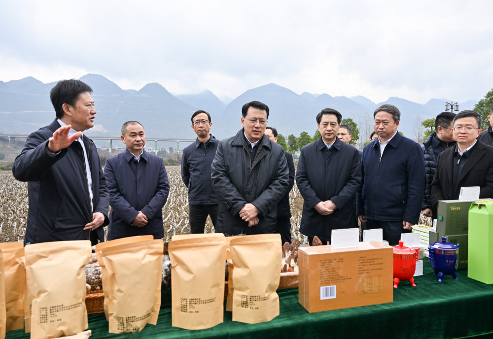 2月14日上午，在黔江区濯水镇双龙村，重庆市委书记袁家军考察蚕桑产业发展。苏思 摄