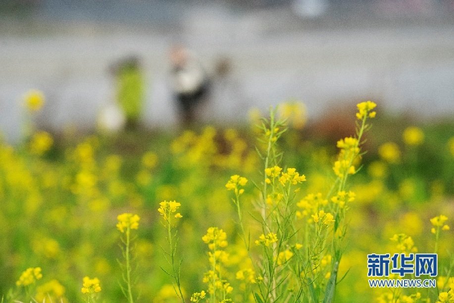 2月11日，游客在汉水之滨的安康市汉滨区汉江河畔游玩。赵华斌 摄