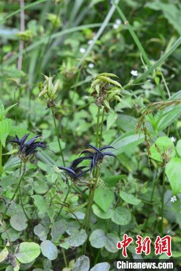 结果的巴山黄耆 甘启良 摄