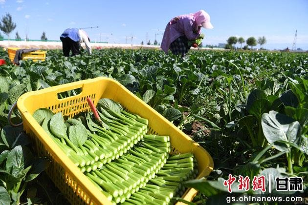 图为2021年7月29日，甘州区乌江镇供粤港澳大湾区优质果蔬产业基地蔬菜成熟，工作人员对菜心进行收割。(资料图)杨艳敏 摄