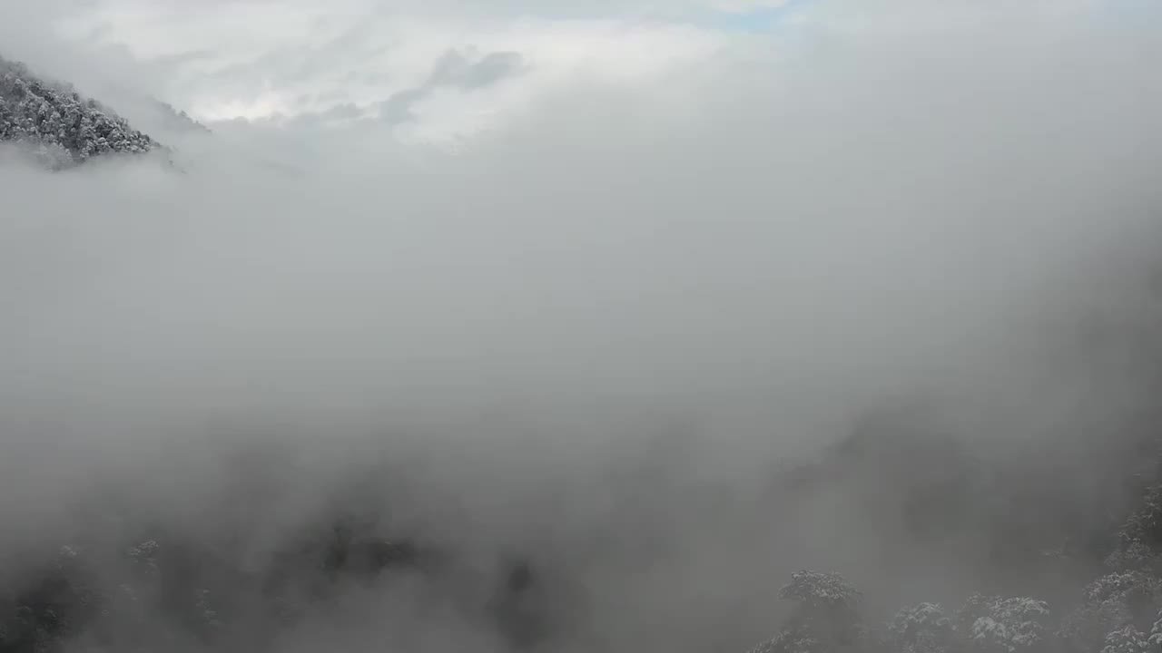 航拍云南独龙江“杜鹃花之王”