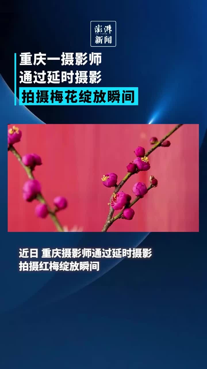 重庆一摄影师通过延时摄影，拍摄梅花绽放瞬间