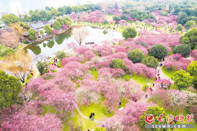 近日，橘子洲梅花竞相绽放，吸引了众多游客拍照打卡。长沙晚报全媒体记者 王志伟 郭雨滴 摄影报道
