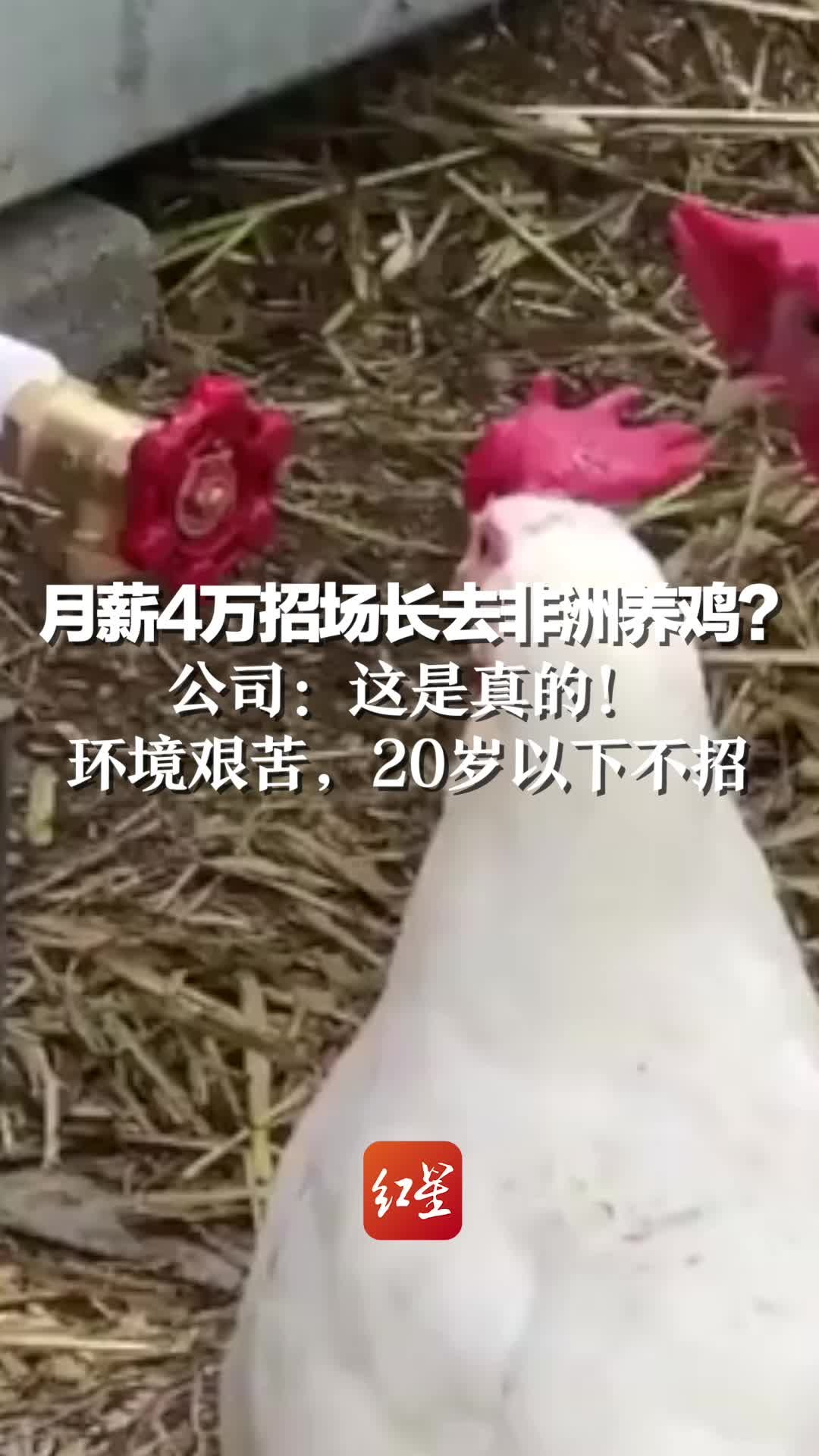 月薪4万招非洲养鸡场场长？公司：这是真的