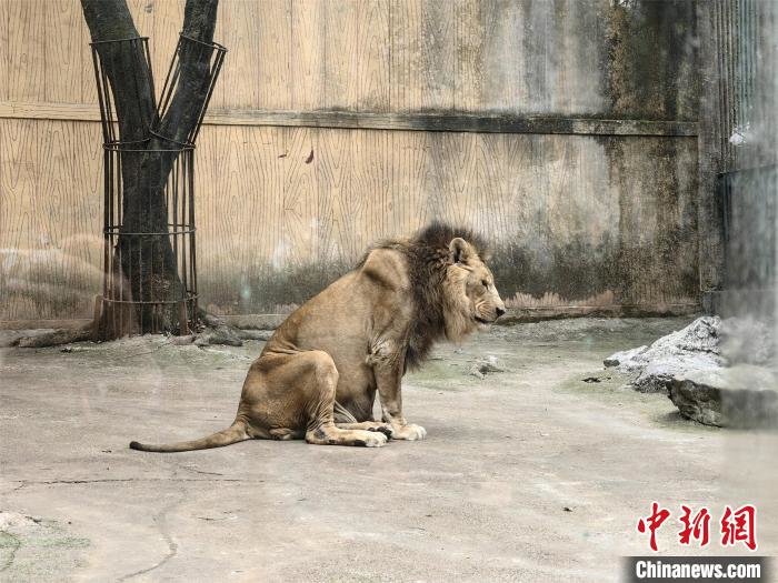 广西柳州动物园回应狮子瘦骨嶙峋质疑年迈导致消瘦