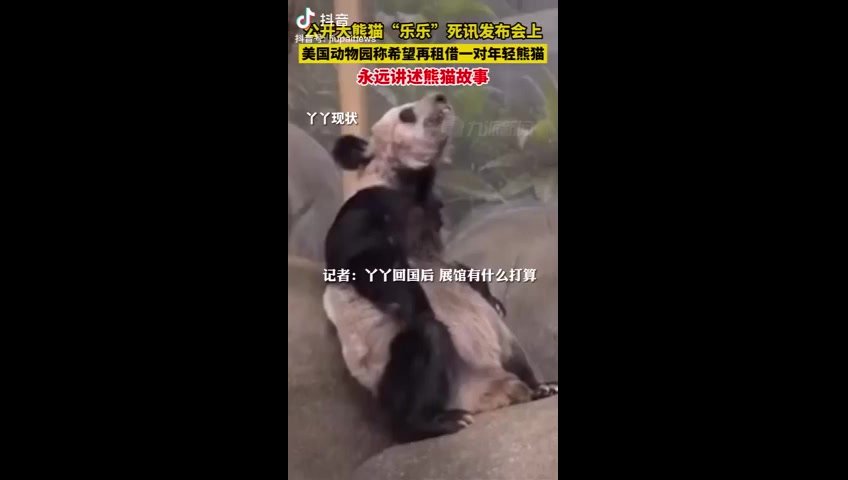 美国<em>孟</em><em>菲</em><em>斯</em>动物园称希望再租借一对年轻熊猫 网友表示“不借”
