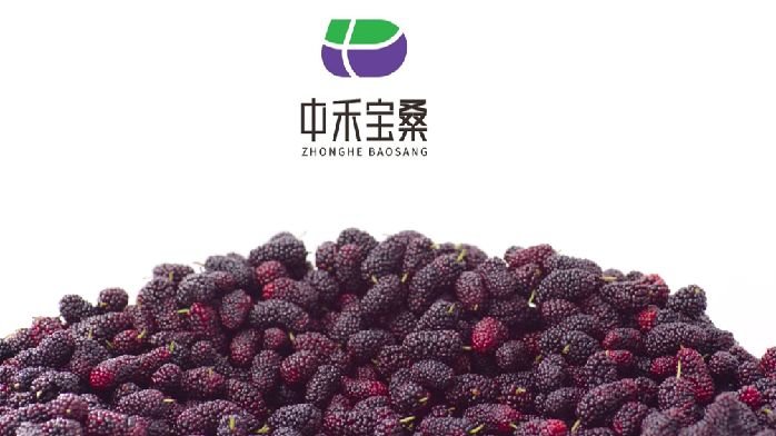 经桑有道,中禾宝桑擦亮特色农业名片,助力建设农业强国_凤凰网商业_凤凰网