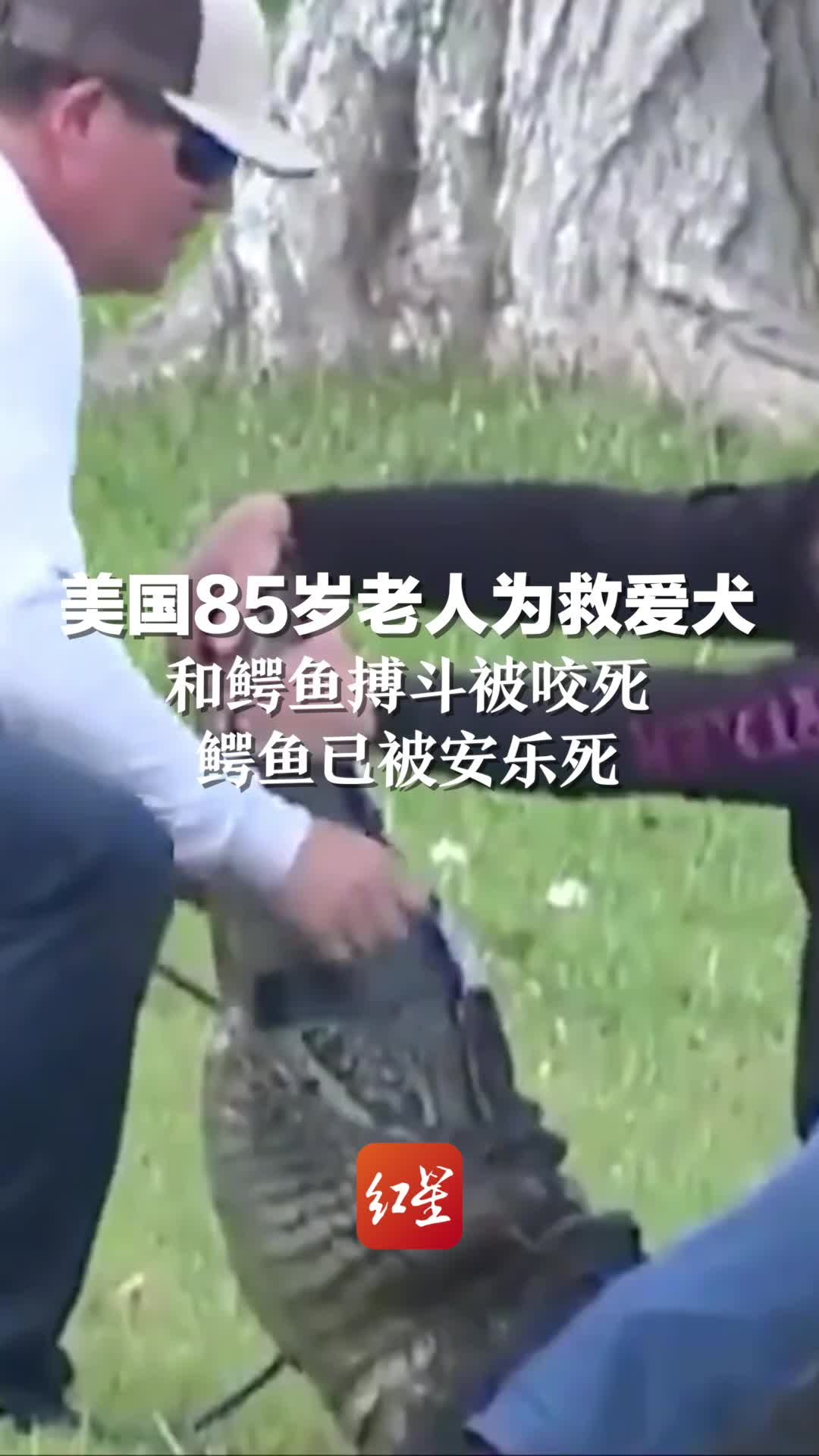 美国85岁老人为救爱犬和鳄鱼搏斗被咬死，鳄鱼已被安乐死