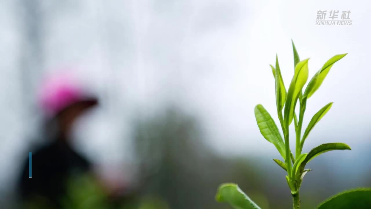 一片茶叶背后的乡村振兴之路