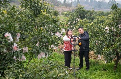 ▲2月2日,璧山区七塘镇,“二嫂”万友会和镇宣传干事佘林川一起在直播平台上为当地柑橘带货。记者 崔力 摄/视觉重庆