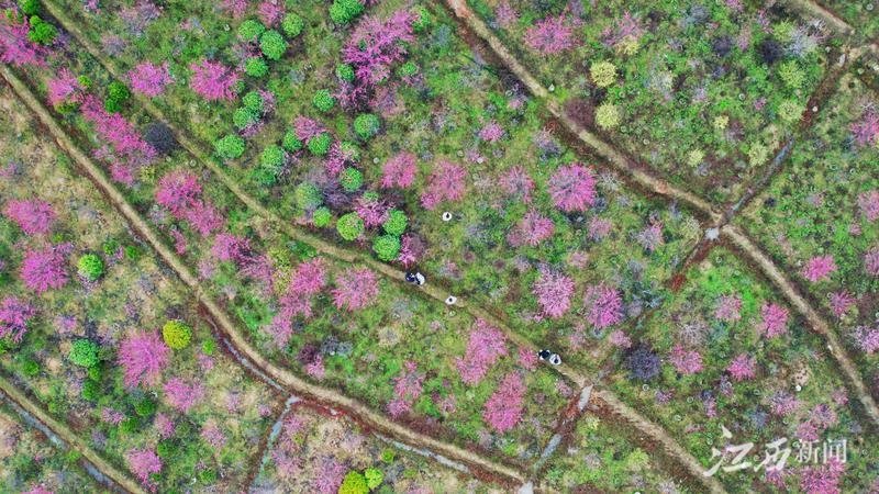 宜春袁州区：红梅报春（图）