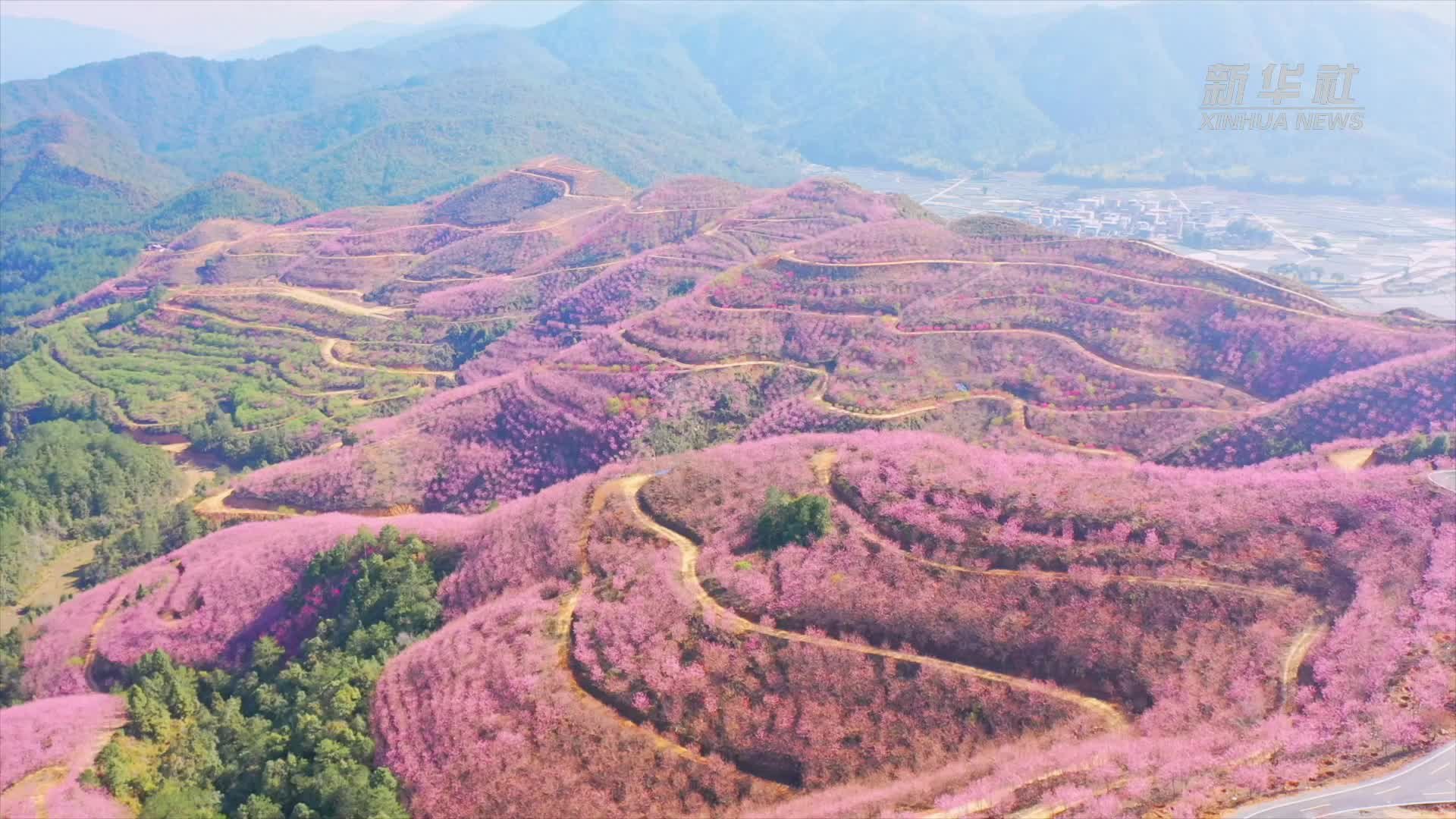 瞰中国｜福建：春回大地花争艳