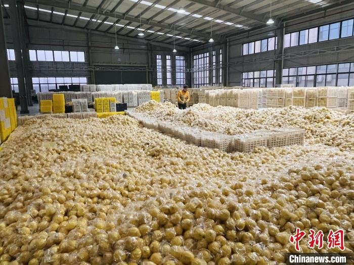 图为柠檬被加工成为350余种柠檬产品。 王婷婷 摄