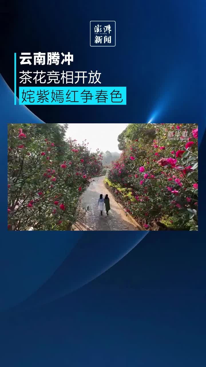 云南腾冲茶花竞相开放，姹紫嫣红争春色