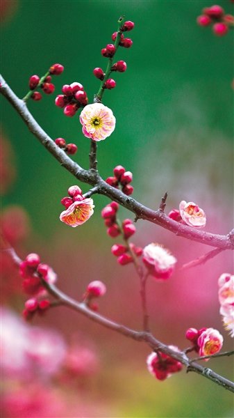 西流湖公园梅花盛放