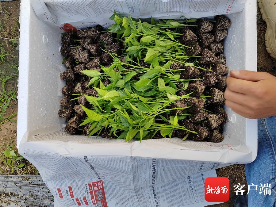 三亚市热带农业科学研究院工作人员将辣椒苗打包好，准备空运至湖南。记者 利声富 摄