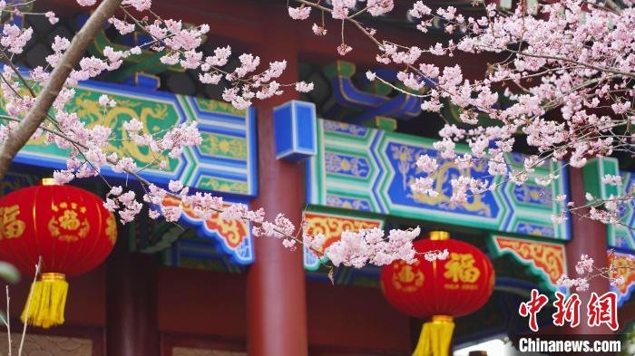 二月二“龍抬頭”江西龍虎山天師府櫻花盛開春意融融