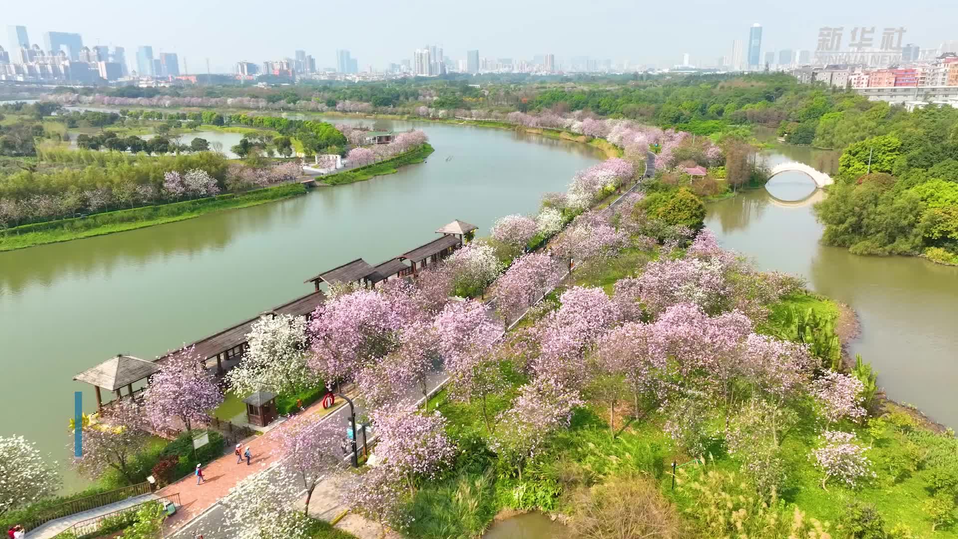 广州海珠湿地：宫粉紫荆烂漫迎春