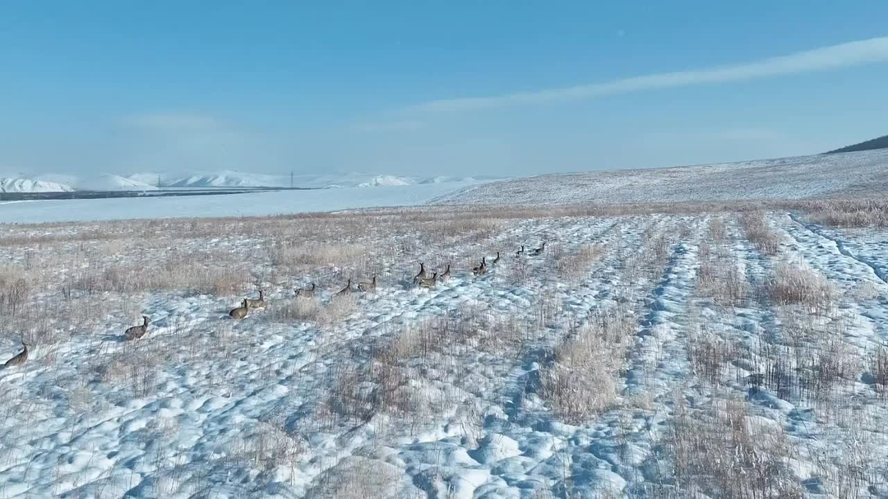 内蒙古阿尔山成群狍子现身林海雪原