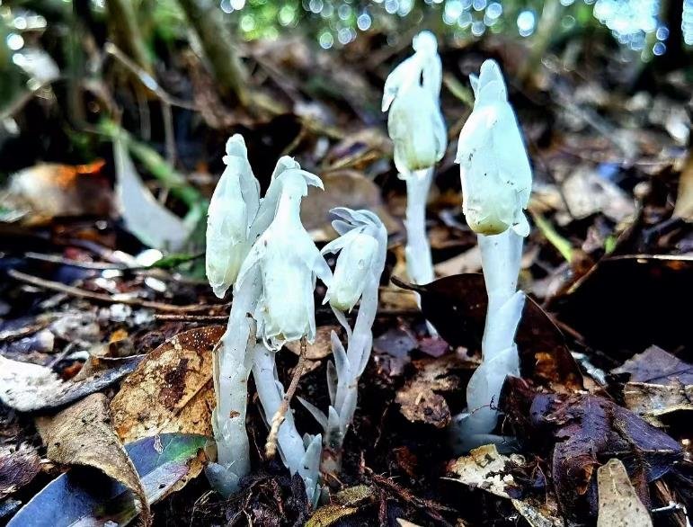 南山国家公园黄桑国家级自然保护区，极具特色的水晶兰（图/黄桑自然保护区管理处）