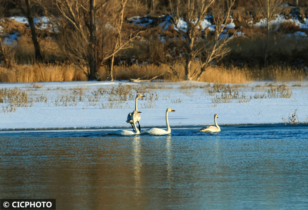 ↑2023年2月19日,天鹅在甘肃省酒泉市金塔县解放村水库游弋、栖息。CICPHOTO/曹红祖 摄