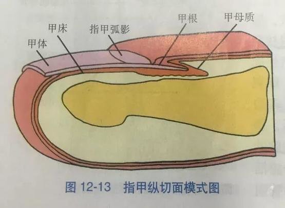 手指甲的结构及解剖图图片