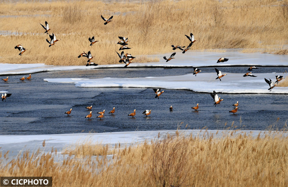 ↑2023年2月16日,赤麻鸭在河北省张家口市宣化区洋河湿地栖息。CICPHOTO/陈晓东 摄