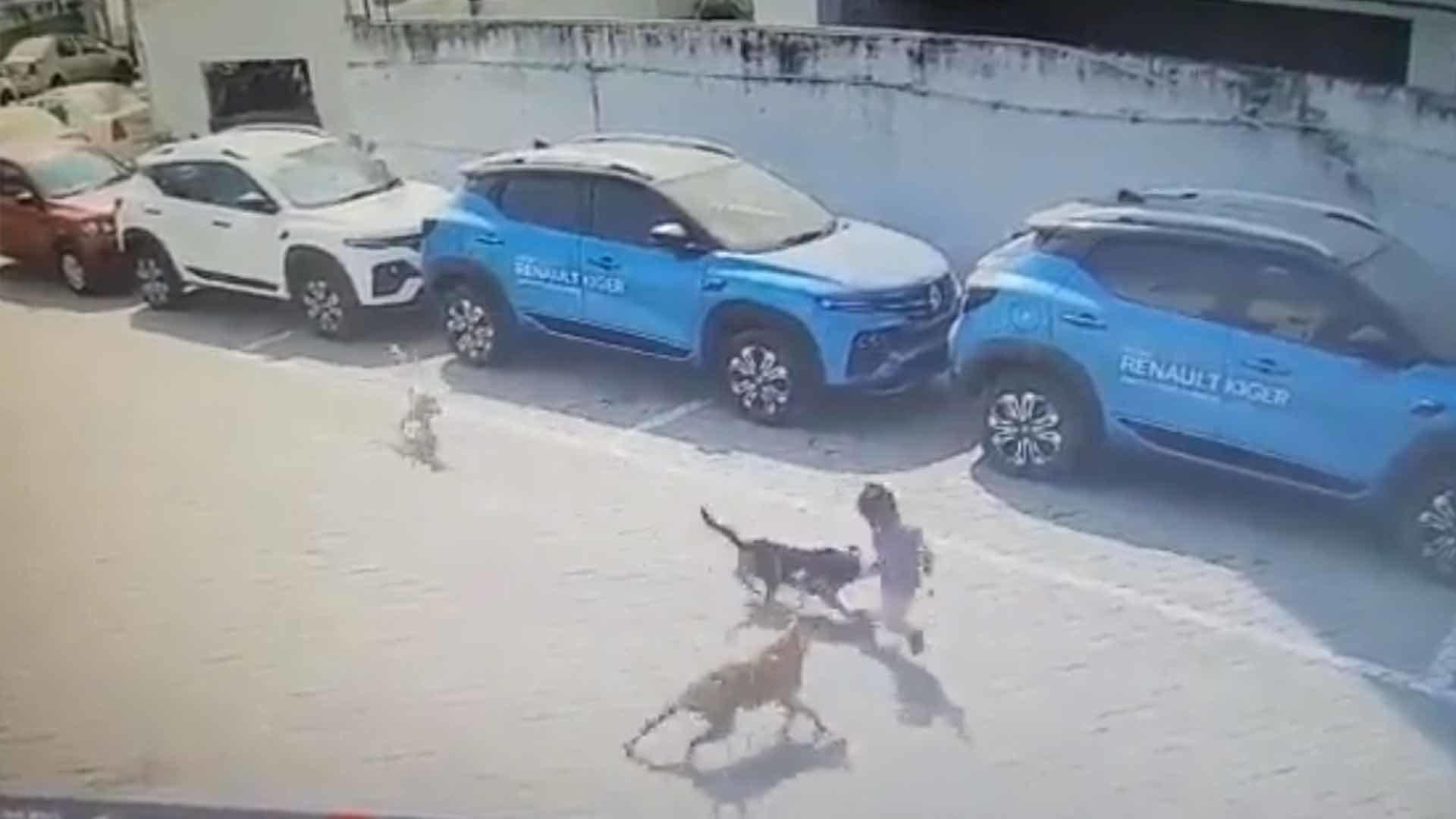 印度4岁男孩当街被狗咬死：遭3条流浪狗围攻撕咬