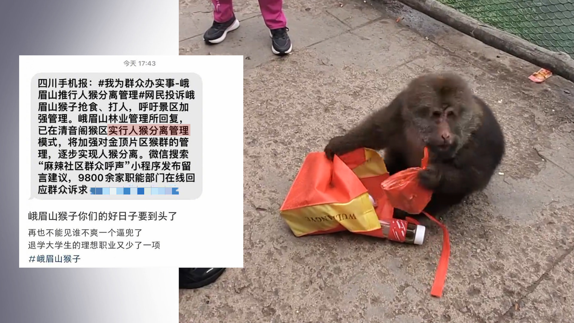 峨眉山推行“人猴分离”_凤凰网视频_凤凰网