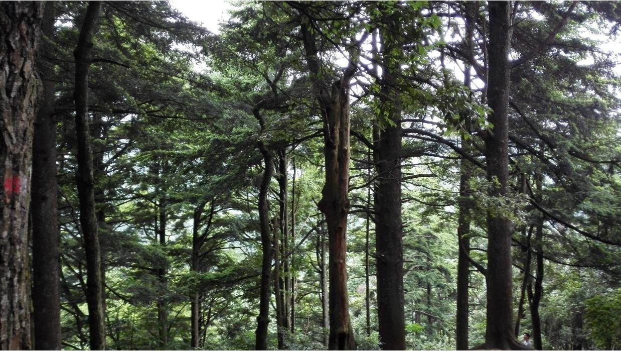 南山国家公园黄桑国家级自然保护区，长苞铁杉群落（图/黄桑自然保护区管理处）