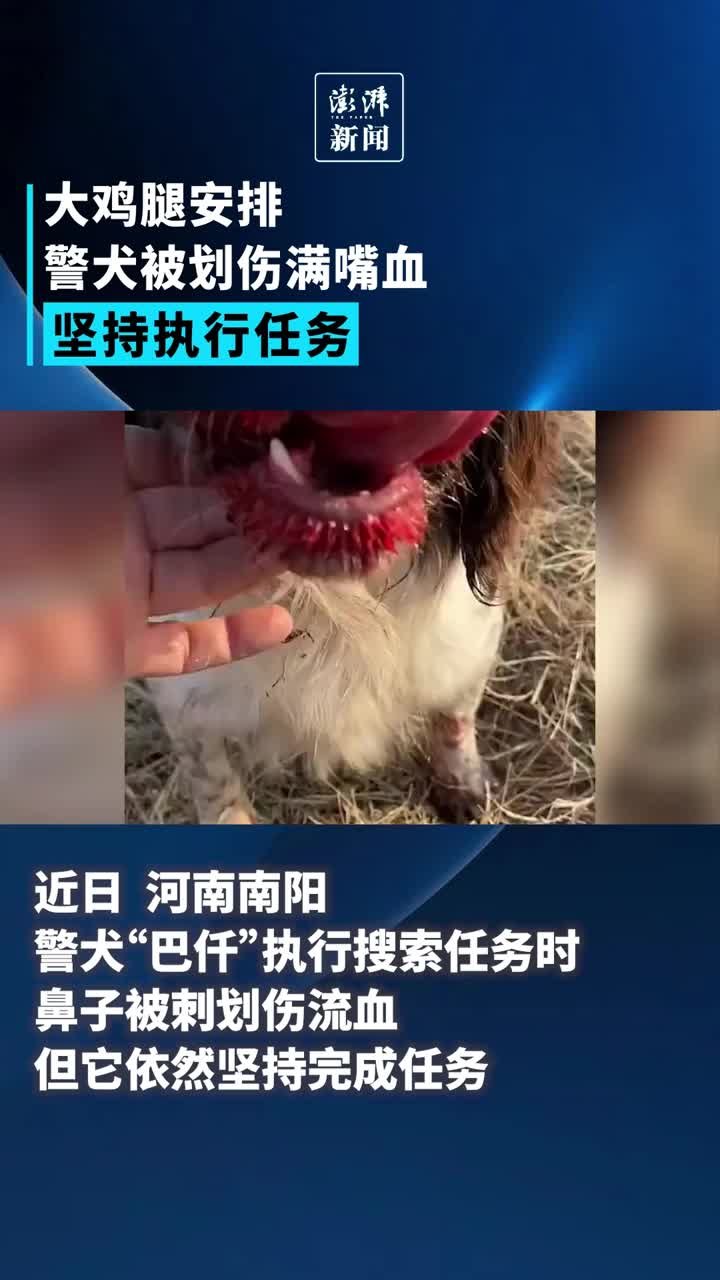 警犬被划伤满嘴血坚持执行任务