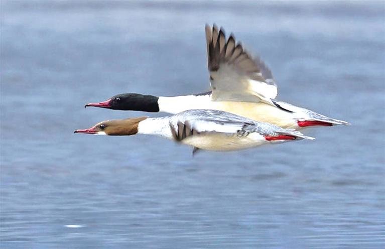 黄河沿岸已成为候鸟迁徙越冬首选之地