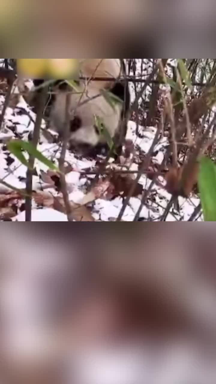 野生大熊猫为保护幼崽咬伤巡护员