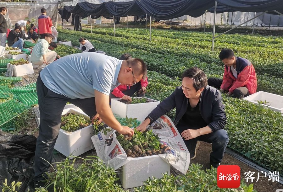 三亚市热带农业科学研究院工作人员将辣椒苗打包好，准备空运至湖南。 利声富 摄