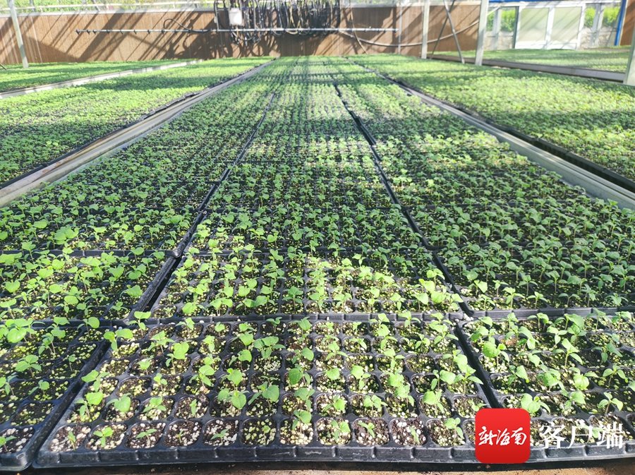 三亚市热带农业科学研究院育苗基地里的蔬菜苗。 利声富 摄