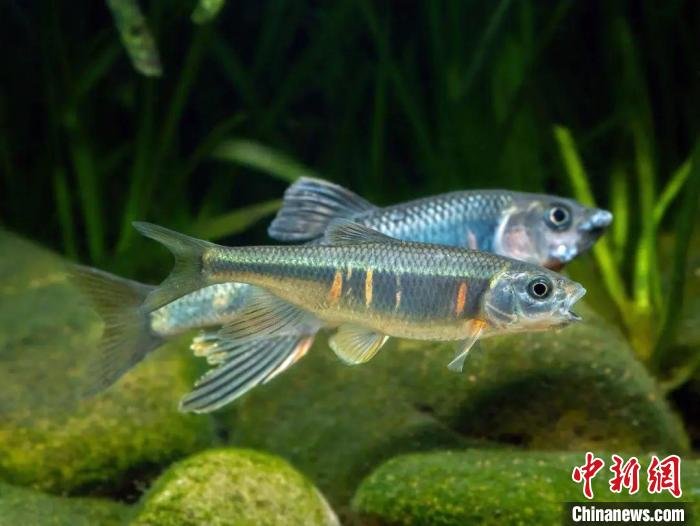 杭州余杭发现鱼类新物种苕溪鱲凤凰网陕西_凤凰网