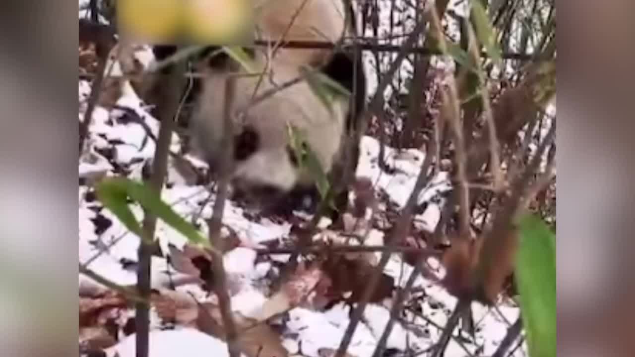 野生大熊猫为保护幼崽咬伤巡护员，专家：咬人不以捕食为目的