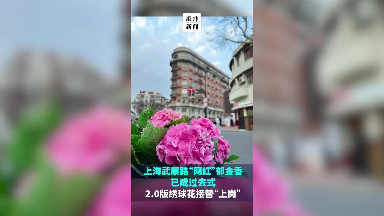 火出圈的武康路郁金香迎来2.0版，新上岗的绣球花热度不减