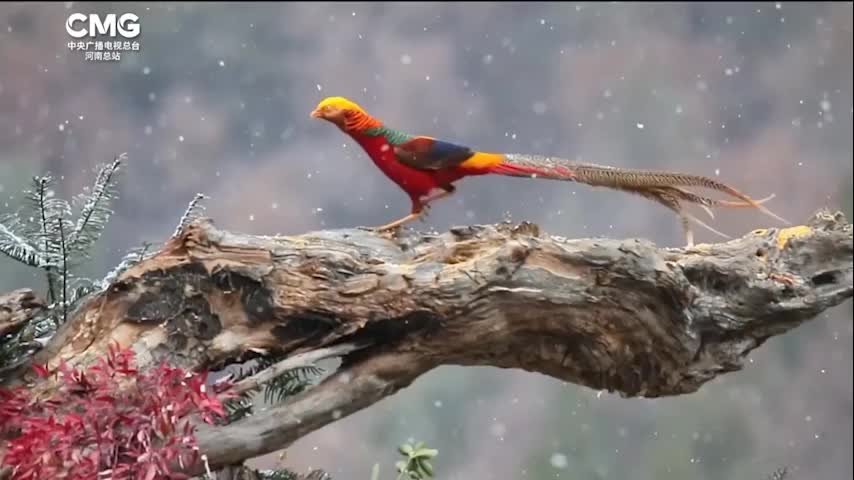 如画般景色！雪中的红腹锦鸡美得像国画