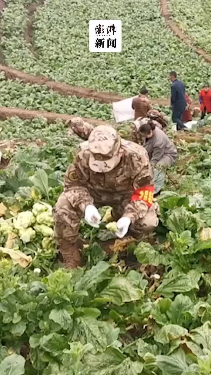 菜农家中劳动力不足，武警官兵帮忙抢收青菜头