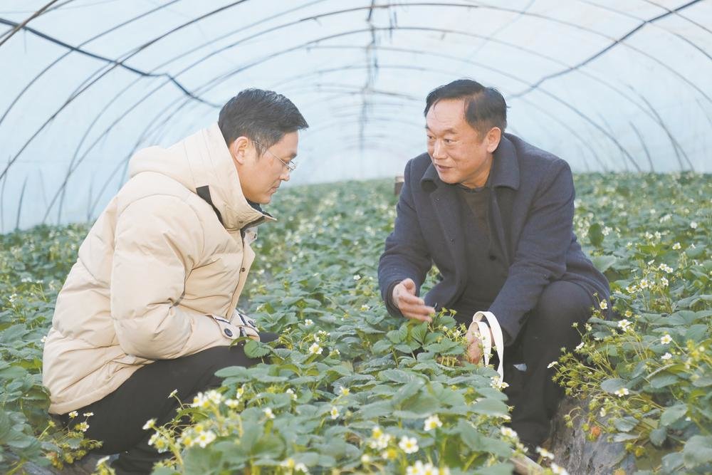 近日，在凤阳县九天生态园草莓种植大棚中，徐德明（右）正在为农户讲解草莓种植技巧。记者 刘子凌 摄