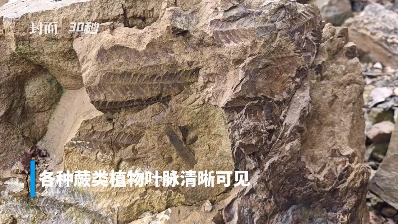 30秒︱触摸亿万年前的植物化石 解读地层密码_凤凰网视频_凤凰网