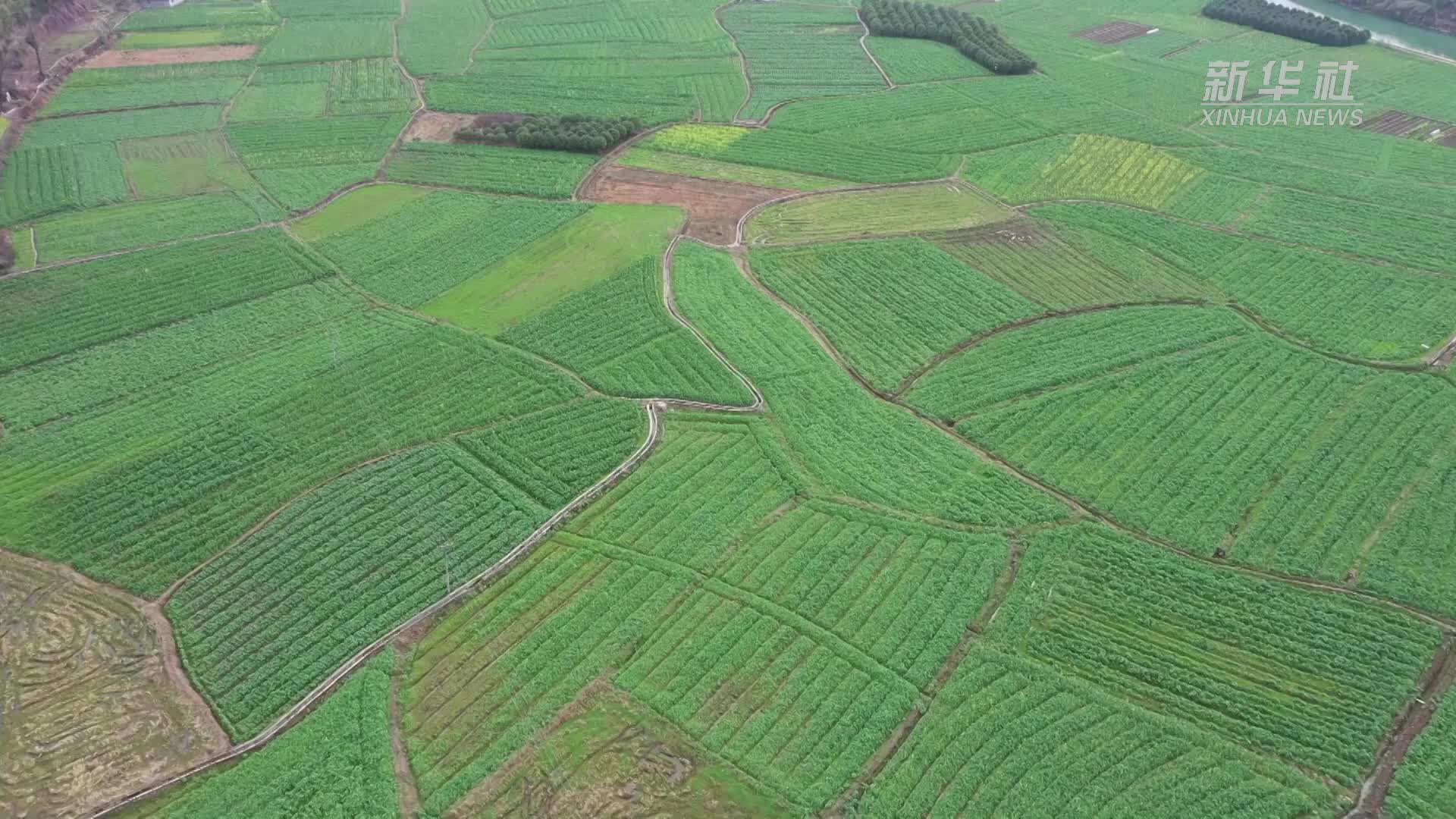 湖南张家界：油菜管护忙 不负好春光