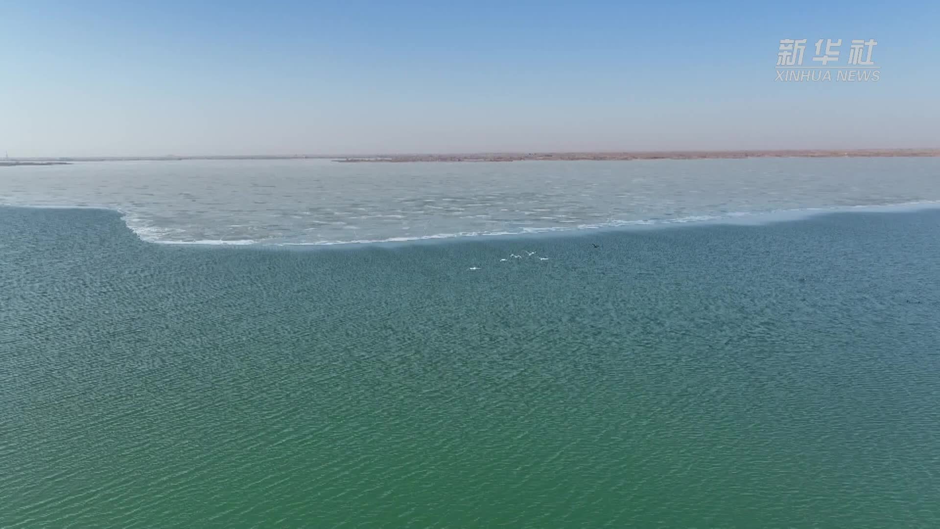 内蒙古黄河湿地拉开候鸟春季迁徙序幕