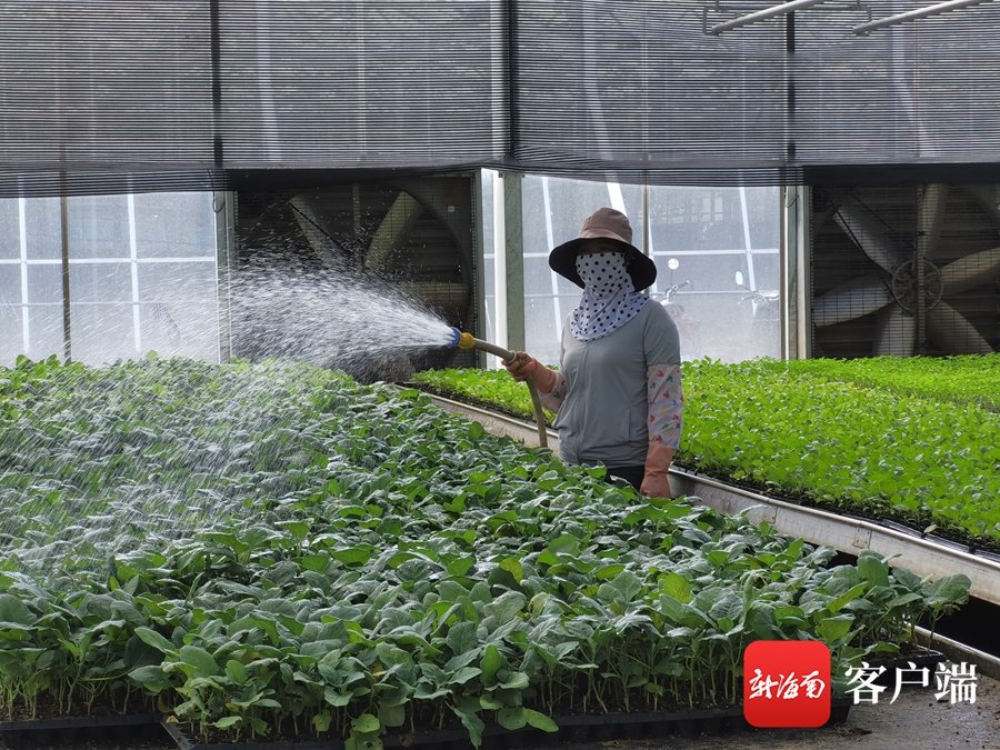 三亚市热带农业科学研究院工作人员给育苗基地里的蔬菜苗浇水。 利声富 摄