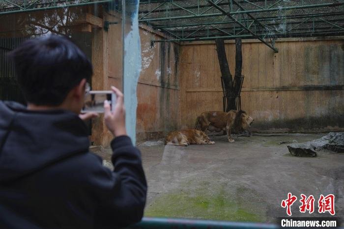 图为游客到柳州动物园看狮子。 韦国政 摄