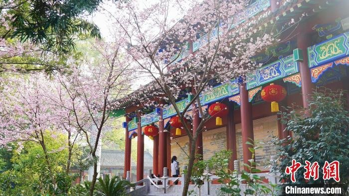 二月二“龍抬頭”，江西龍虎山天師府櫻花盛開春意融融。　張琦 攝